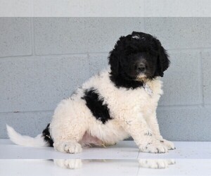 Newfypoo Puppy for sale in FREDERICKSBG, OH, USA