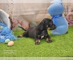 Small #5 Catahoula Leopard Dog