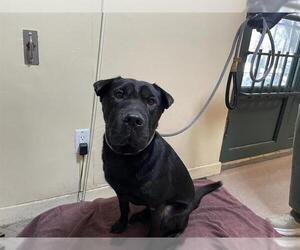 American Pit Bull Terrier-Chinese Shar-Pei Mix Dogs for adoption in Pasadena, CA, USA