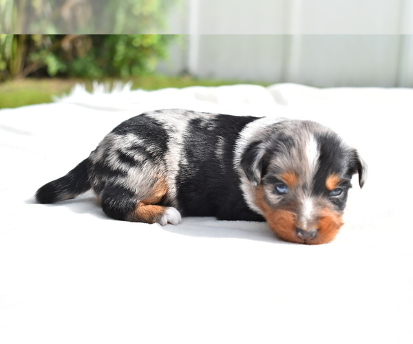 Medium Photo #10 Miniature Australian Shepherd Puppy For Sale in PALM COAST, FL, USA