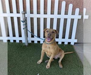 Mutt Dogs for adoption in Modesto, CA, USA