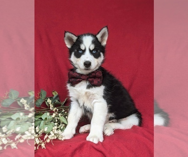 Medium Photo #1 Siberian Husky Puppy For Sale in QUARRYVILLE, PA, USA