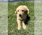Small Photo #5 Golden Retriever Puppy For Sale in PAIGE, TX, USA