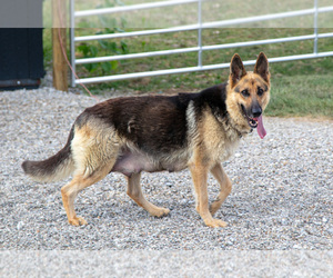 Mother of the German Shepherd Dog puppies born on 07/09/2025