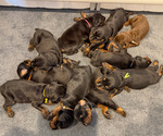 Small #3 Doberman Pinscher