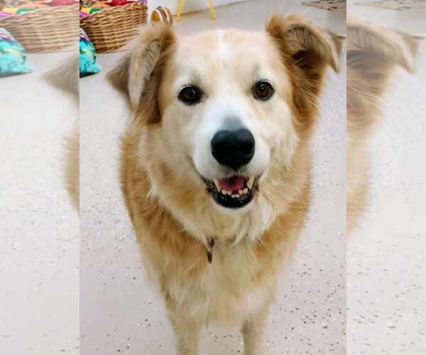 Medium Photo #4 Australian Shepherd-Great Pyrenees Mix Puppy For Sale in York, SC, USA