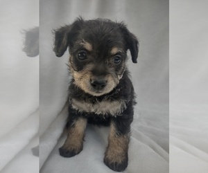 Chi-Poo (Miniature) Puppy for sale in SENECA FALLS, NY, USA