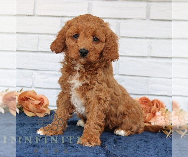 Medium Photo #2 Cavapoo (Miniature) Puppy For Sale in NARVON, PA, USA