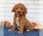 Small #1 Cavapoo (Miniature)