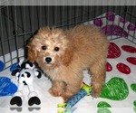 Small Photo #5 Poodle (Toy) Puppy For Sale in ORO VALLEY, AZ, USA