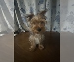 Small #3 Yorkshire Terrier
