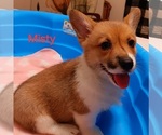 Small #1 Pembroke Welsh Corgi