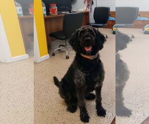 Labradoodle Dogs for adoption in York, SC, USA