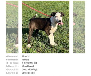 Borador Dogs for adoption in Aurora, IN, USA