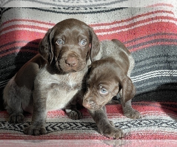 Medium Photo #14 German Shorthaired Pointer Puppy For Sale in WOODLAND PARK, CO, USA