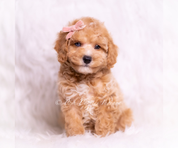 Medium Photo #2 Poodle (Miniature) Puppy For Sale in WARSAW, IN, USA