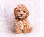 Small #1 Poodle (Miniature)