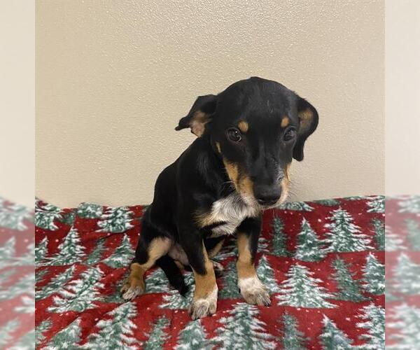 Medium Photo #2 Beagle-Unknown Mix Puppy For Sale in Modesto, CA, USA