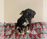 Small #1 Beagle Mix