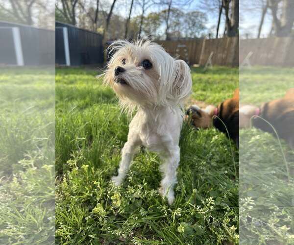 Medium Photo #3 Mutt Puppy For Sale in Greenville, SC, USA