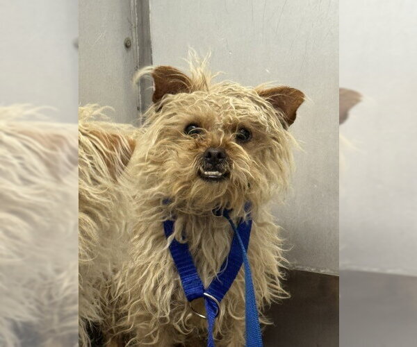 Medium Photo #1 Mutt Puppy For Sale in San Bernardino, CA, USA