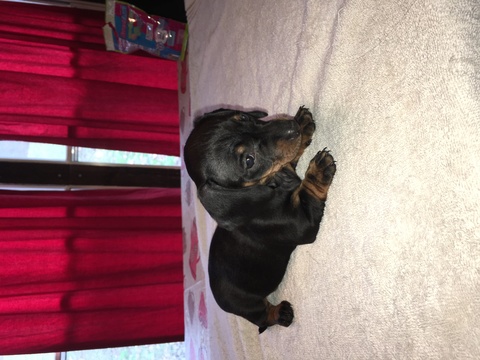 Medium Photo #1 Dachshund Puppy For Sale in FREEPORT, OH, USA