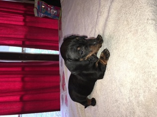 Dachshund Puppy for sale in FREEPORT, OH, USA