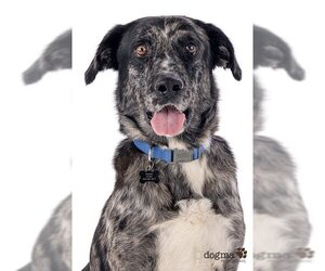 Australian Shepherd-Unknown Mix Dogs for adoption in Oceanside, CA, USA