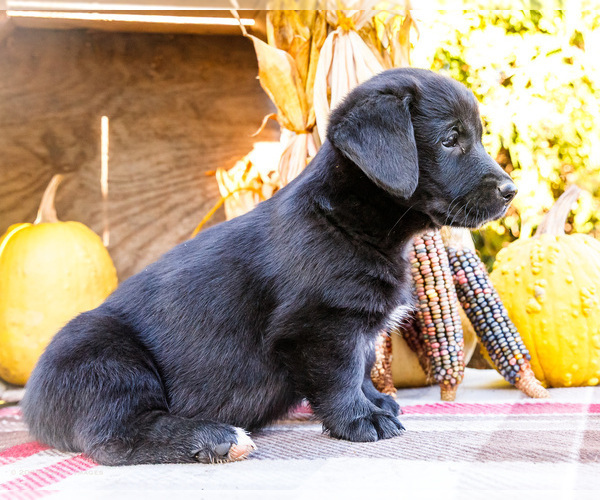 Medium Photo #3 Golden Retriever-Pembroke Welsh Corgi Mix Puppy For Sale in WAKARUSA, IN, USA