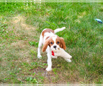 Small #2 Cavalier King Charles Spaniel