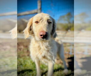 Labradoodle Dogs for adoption in Pacolet, SC, USA
