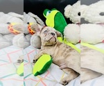 Small Photo #20 French Bulldog Puppy For Sale in BELLVILLE, TX, USA