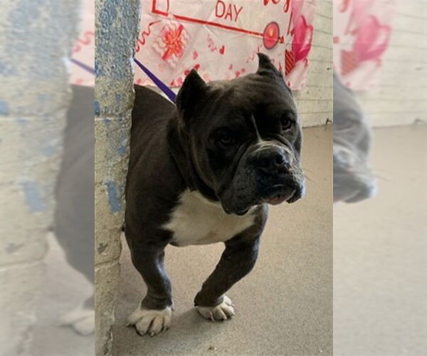 Medium Photo #1 Mutt Puppy For Sale in San Bernardino, CA, USA