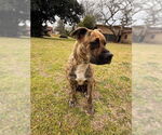 Small #6 Bulldog Mix
