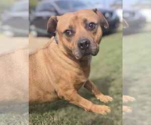 Trace - Male Black Mouth Cur-Labrador Retriever Mix Dog for Adoption - Photo #4