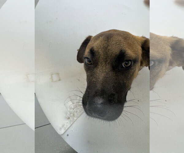 Medium Photo #7 German Shepherd Dog-Unknown Mix Puppy For Sale in San Diego, CA, USA