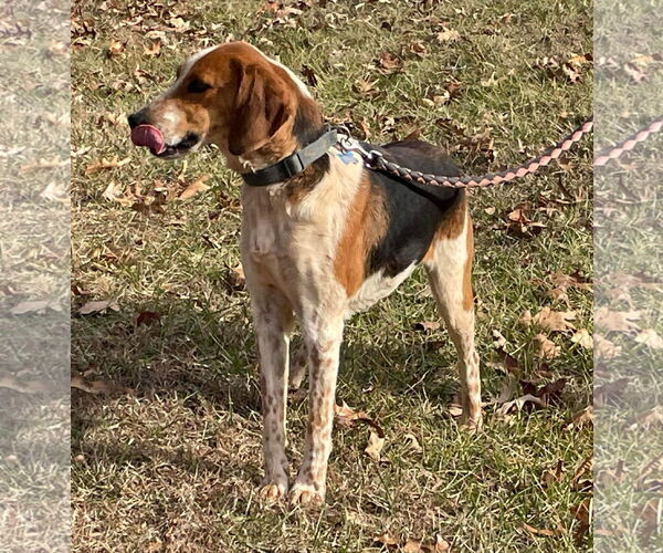 Medium Photo #11 American Foxhound-Unknown Mix Puppy For Sale in Rustburg, VA, USA