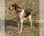 Small #10 American Foxhound Mix