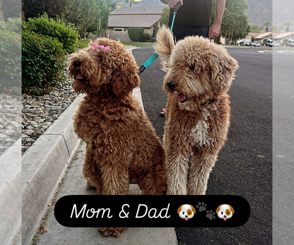 Medium Photo #1 Doodle-Goldendoodle Mix Puppy For Sale in LA QUINTA, CA, USA