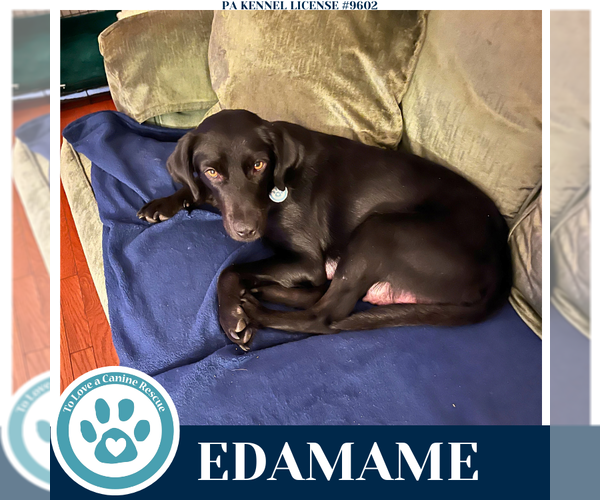 Medium Photo #2 Labrador Retriever-Unknown Mix Puppy For Sale in Kimberton, PA, USA