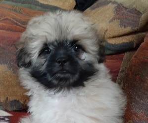 Shiranian Puppy for sale in WISCONSIN DELLS, WI, USA