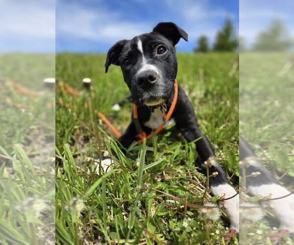 Medium Photo #8 American Pit Bull Terrier-Labrador Retriever Mix Puppy For Sale in Clarkston, MI, USA