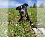 Small #7 American Pit Bull Terrier-Labrador Retriever Mix