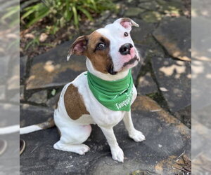 American Pit Bull Terrier-Unknown Mix Dogs for adoption in Warrenton, VA, USA