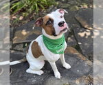 Small American Pit Bull Terrier Mix