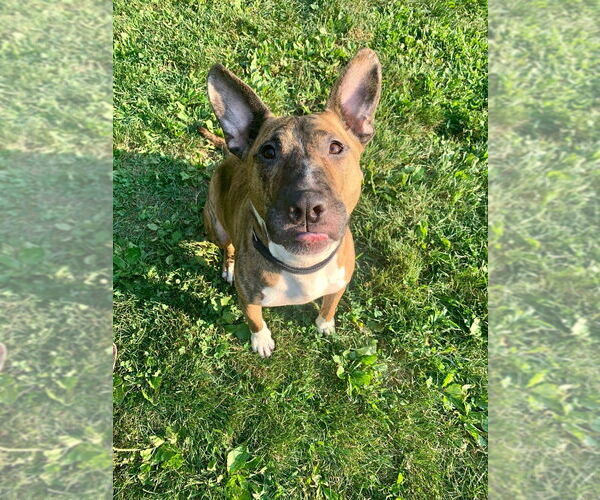 Medium Photo #1 American Pit Bull Terrier-Bull Terrier Mix Puppy For Sale in New York, NY, USA