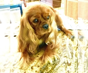 Mother of the Cavalier King Charles Spaniel puppies born on 07/22/2022