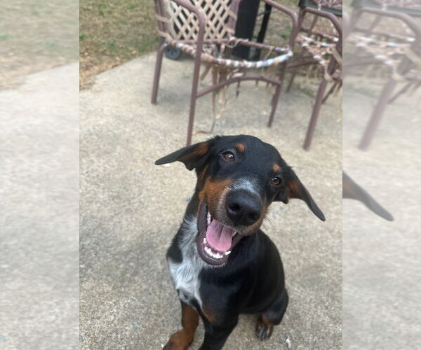 Medium Photo #3 Labrottie Puppy For Sale in Bryant, AR, USA