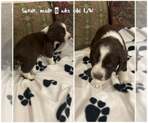 English Springer Spaniel Puppy for Sale in CENTER POINT, Texas USA
