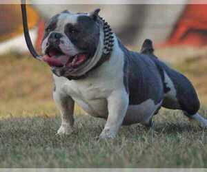 Father of the American Bully puppies born on 07/24/2023